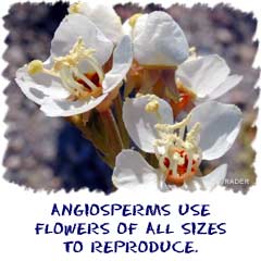 Angiosperms use flowers of all sizes to reproduce.