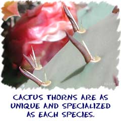 Cactus thorns are as uniques and specialized as each species.