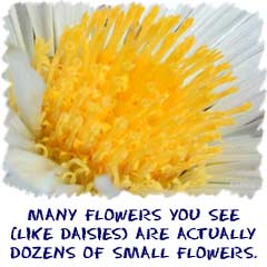 Many of the flowers you see, like daisies, are actually dozes of small flowers.