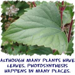 Although many plants have leaves, photosynthesis happens in many places.
