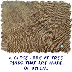 Close look at rings of a tree