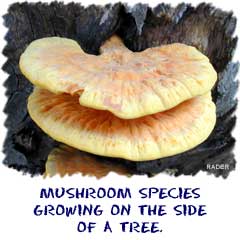 Mushroom species growing on the side of a tree.