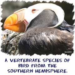 A vertebrate species of bird from the southern hemisphere.