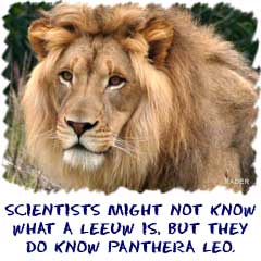 Scientists might not know what a leeuw is, but they do know panthera leo