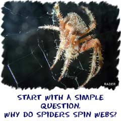 Start with a simple question: “Why do spiders spin webs?