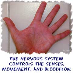 The nervous system controls the senses, movement, and bloodflow in your body.