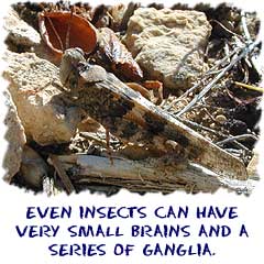 Even insects can have a small brain and a system of ganglia.