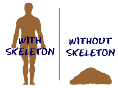 Skeletons hold up the structure