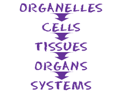 Complexity of systems compared to cells