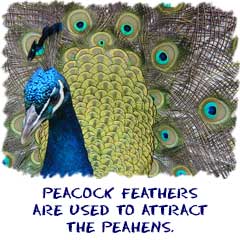 Reacock using feathers to attract a mate
