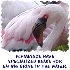 Flamingos have specialized beaks