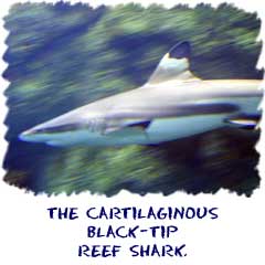 Sharks are cartiliganeous fish