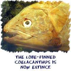 The Lobe-finned Coelacanthus is now extinct