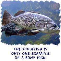 Rockfish are only one example of bony fish