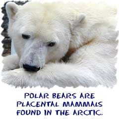 Polar bears are placental mammals found in the arctic