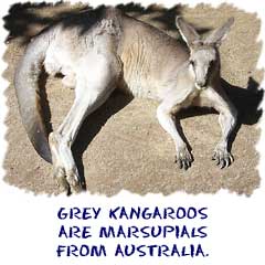 Grey kangaroos are found in Australia