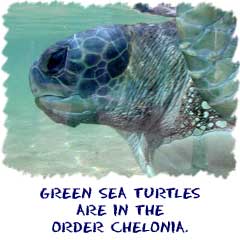 A green sea turtle from the ocean