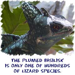 The plumed basilisk is only one of hundreds of lizard species