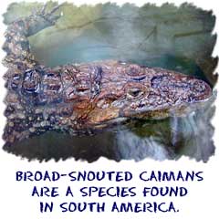 Caimans are related to alligators and crocodiles